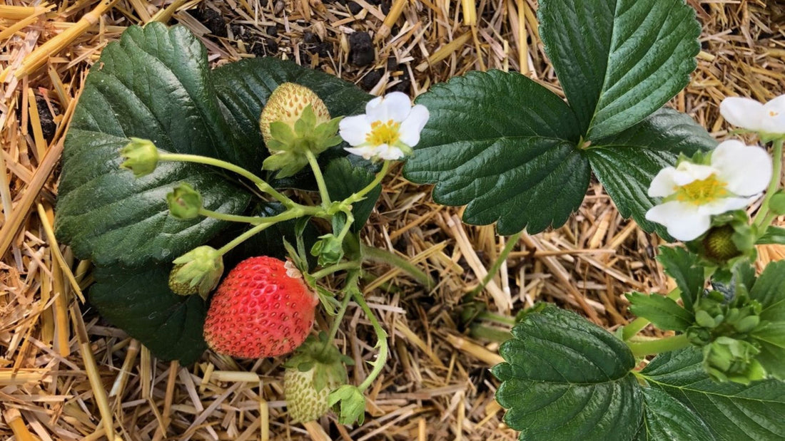 The Ultimate Guide to Growing Strawberries in a Greenhouse