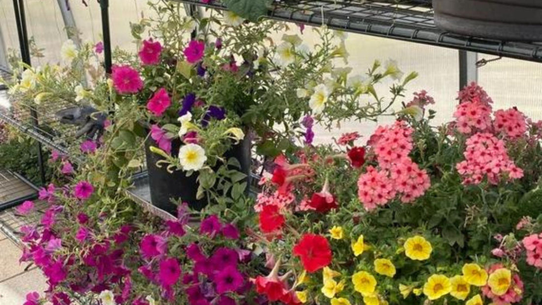5 Tips for Growing Gourmet Edible Flowers in Your Greenhouse