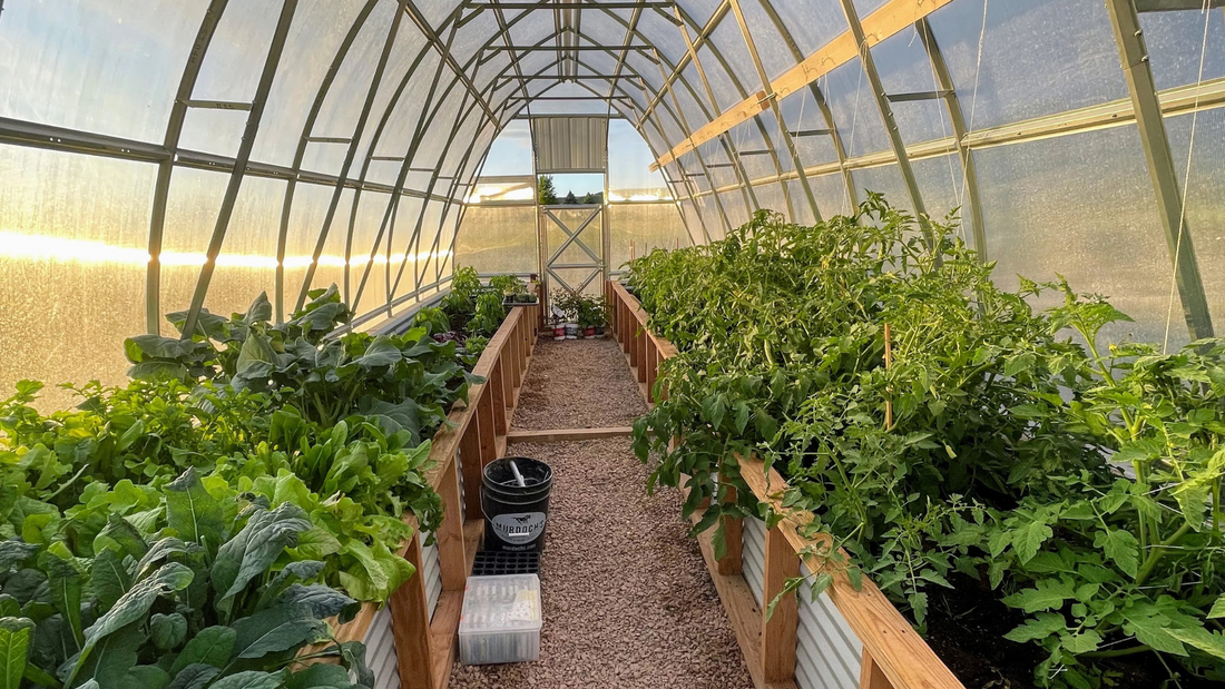 A Beginner's Guide to Succession Planting in a Greenhouse