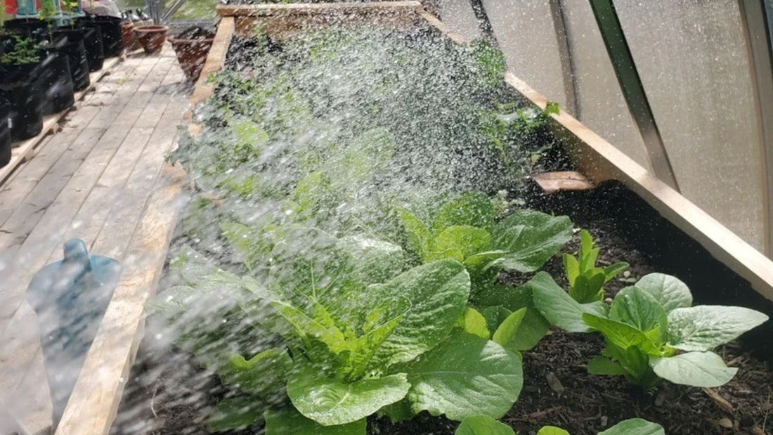 Salad Essentials: Growing Leafy Greens in a Backyard Greenhouse