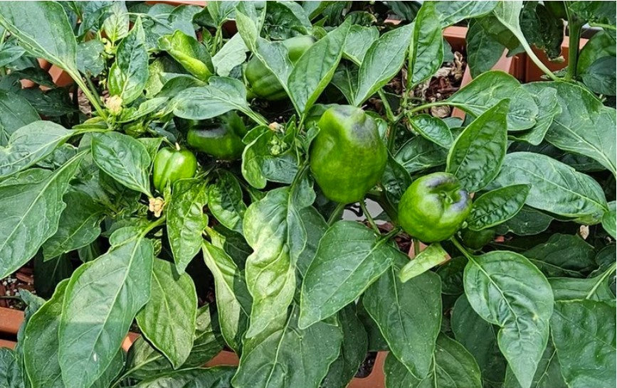 Pepper Perfection: Greenhouse Techniques for Growing Flavorful Peppers