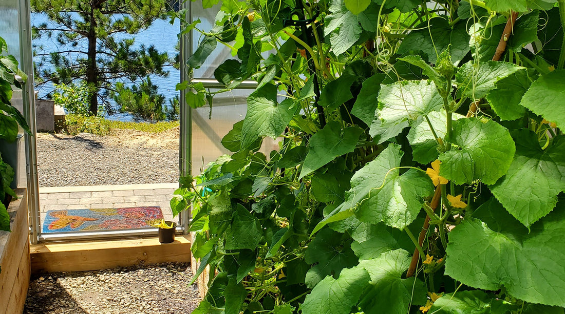 How to Maximize Your Gardening Greenhouse Space with Companion Planting of Cucumbers, Beans, and Dill