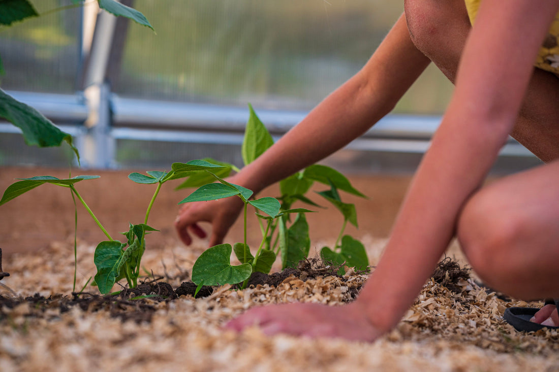 5 Key Benefits of Gardening with a Greenhouse