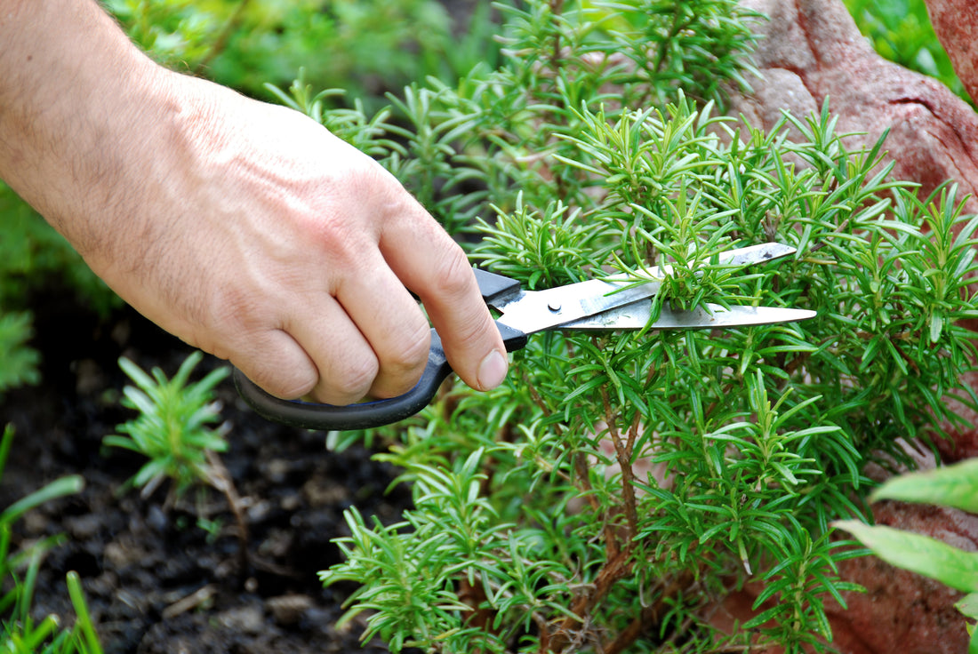 How to Create Your Own Herb Garden In a Greenhouse?