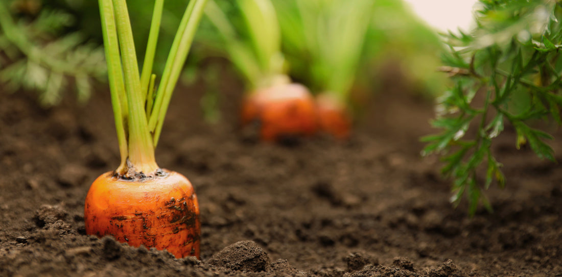 Top 4 Beginner-Friendly Vegetables to Grow in a Greenhouse