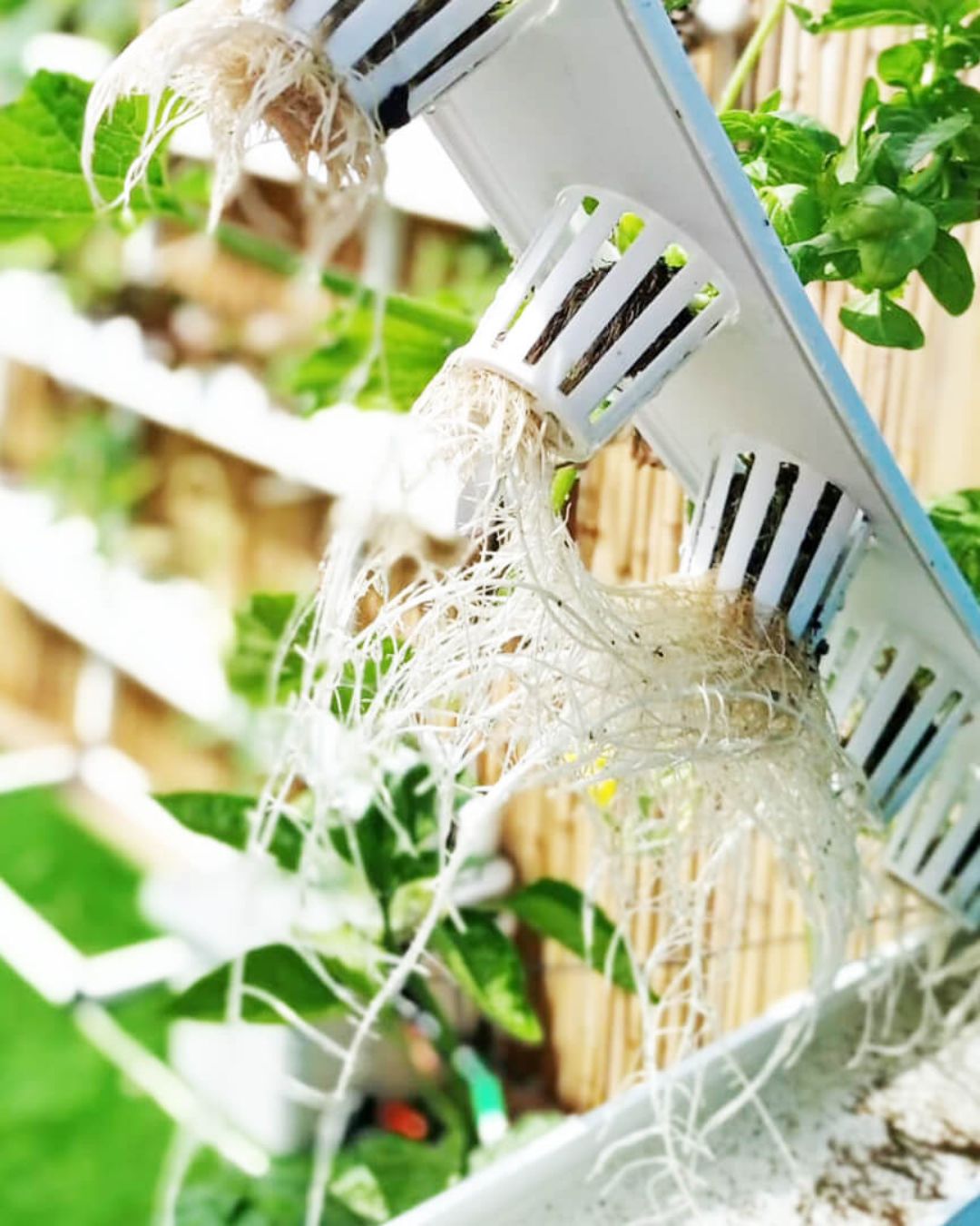 Homie 28 – Home Hydroponic Growing System
