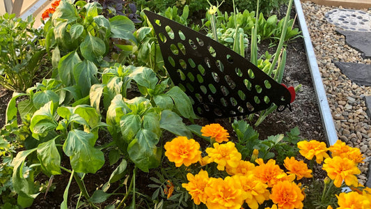 Companion Planting 101: How to Harmonize Plants in Your Greenhouse