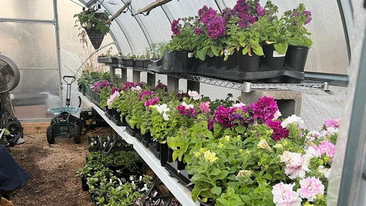How to Cultivate Flowers in Your Greenhouse: Top Tips for Thriving Blooms