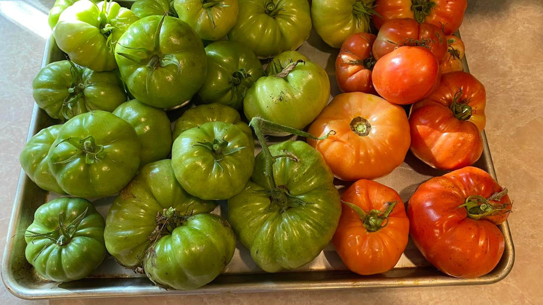 From Seed to Salsa: How to Grow Tomatoes, Onion, and Cilantro Together in a Greenhouse