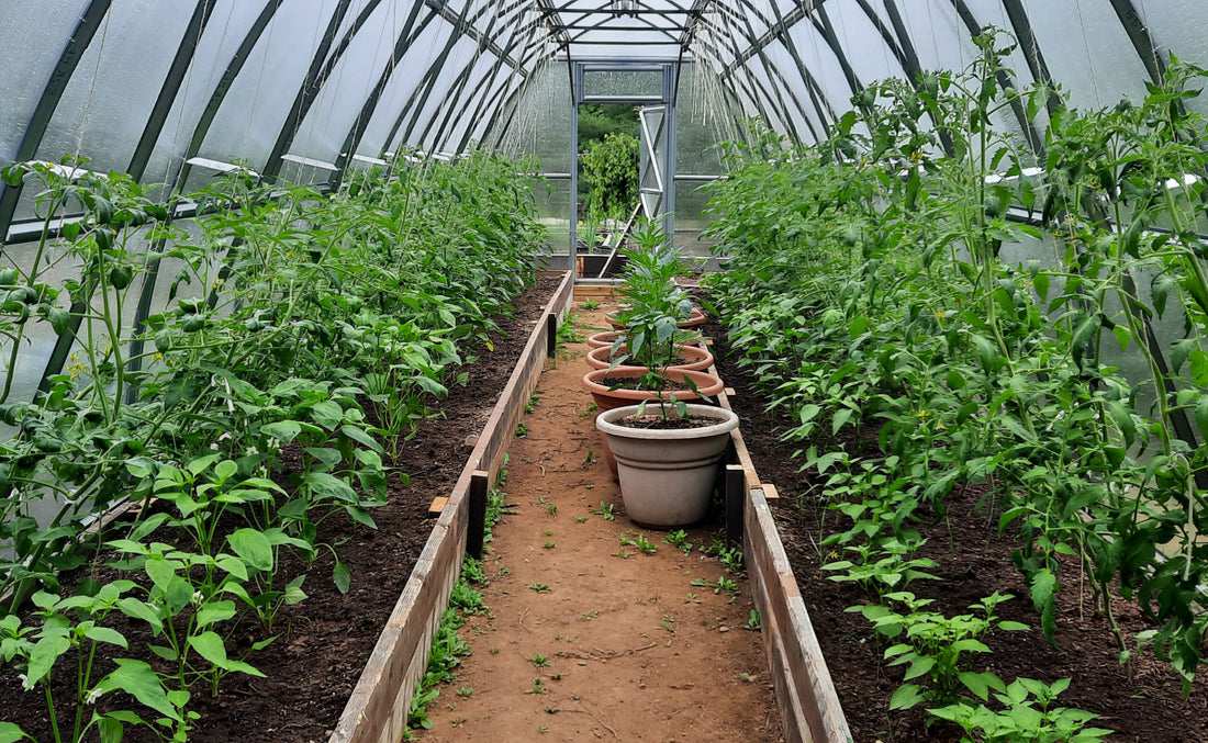 Maximizing Greenhouse Space: How Companion Planting with Basil Boosts Nightshade Growth
