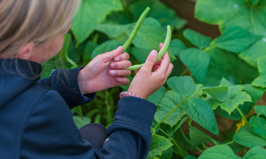 Discover the 4 Benefits of Growing Beans with Your Leafy Greens