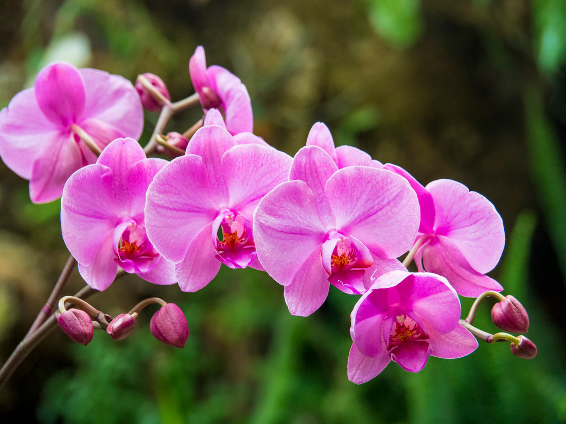 5 Tips to Successfully Grow Orchids in Your Greenhouse