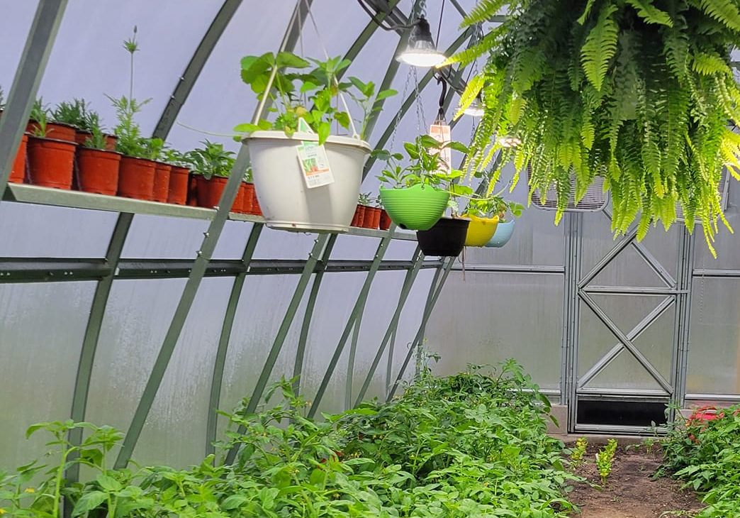 Maximize Your Greenhouse Space with Smart Shelving Solutions: A Guide to Organized and Efficient Gardening