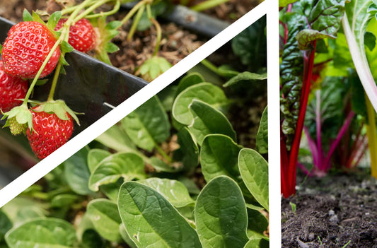 How to Grow Strawberries with Spinach and Chard for Maximum Yields and Nutrient Diversity