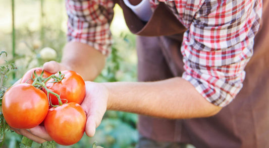 Should I Be Growing Basil and Marigolds in My Tomato Greenhouse?