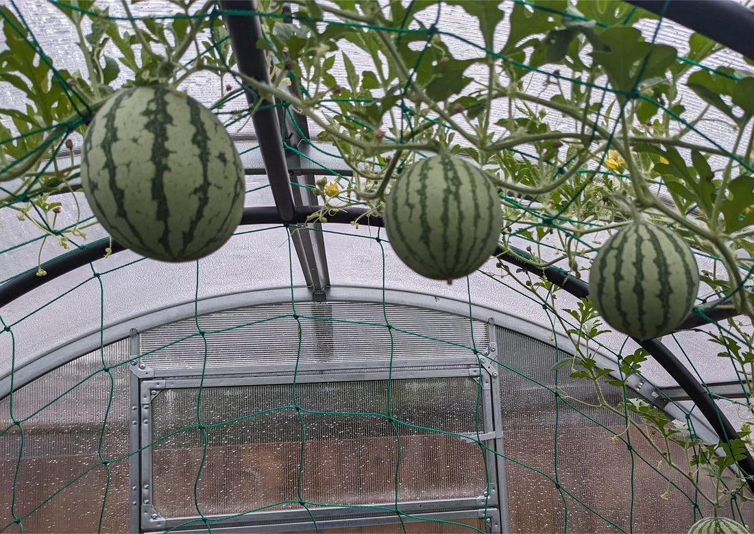 How to Grow Exotic Fruits in Your Greenhouse