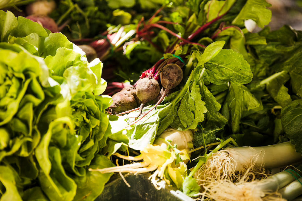 The Benefits of Growing Pak Choi, Lettuce, Beets, and Radishes Together