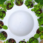 Airponic Fruit - Hydroponic Tower Garden System