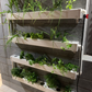 Wally 32 – Hydroponic Vertical System for Growing 32 Greens and Fruits