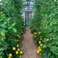 Sungrow 26 (Gen II)