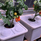 Tobato 5 – Dutch Bucket Hydroponic Growing System