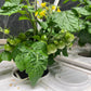 Tobato 5 – Dutch Bucket Hydroponic Growing System