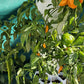 Airponic Fruit - Hydroponic Tower Garden System