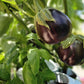 Airponic Fruit - Hydroponic Tower Garden System