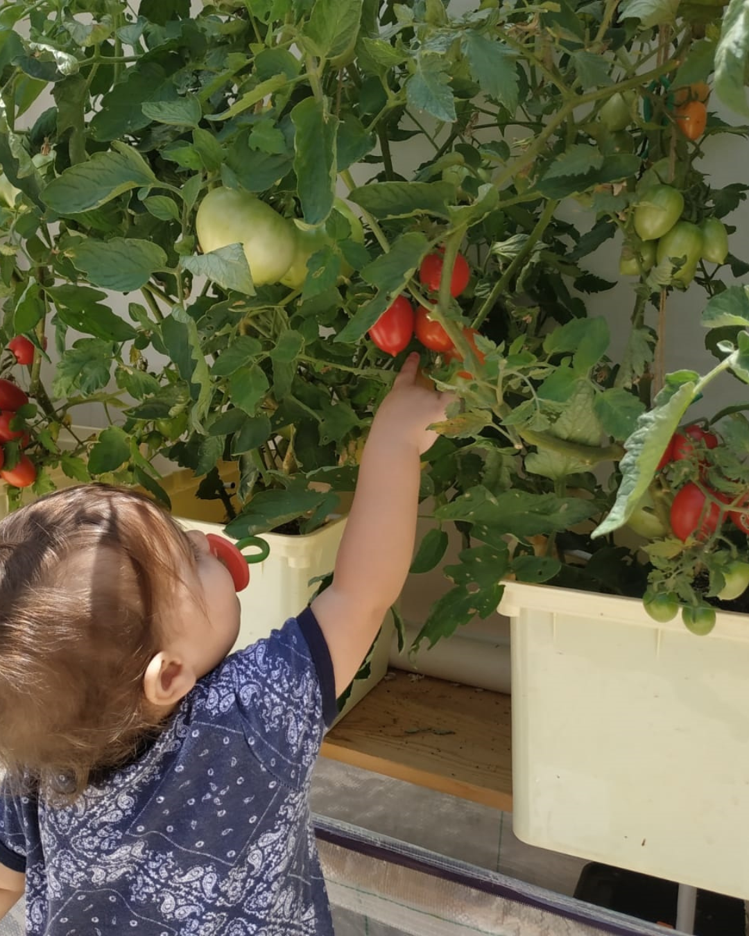 Tobato 5 – Dutch Bucket Hydroponic Growing System